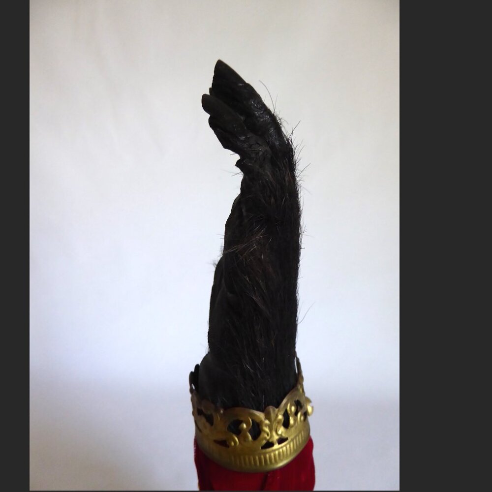 16” REAL TAXIDERMY “CURSED” MONKEY PAW HAND IN GLASS DOME DISPLAY BASE ODDITY - Picture 10 of 15